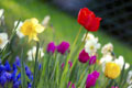 Colorful_spring_garden small.jpg